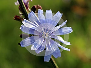 Chicory flower photo