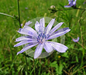 Chicory flower