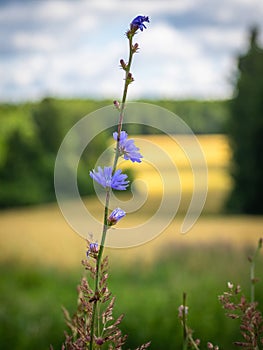 Chicory flower on the background of a wheat field.