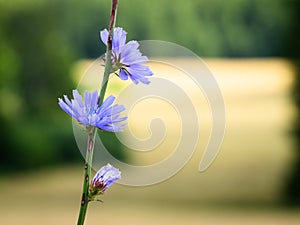 Chicory flower on the background of a wheat field.