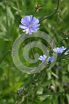 Chicory flower blooming, common chicory also known as witloof chicory, blue daisy, blue dandelion, wild succory, blue â€“ sailors