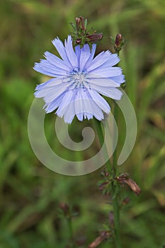 Chicory flower blooming, common chicory also known as witloof chicory, blue daisy, blue dandelion, wild succory, blue â€“ sailors