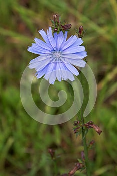 Chicory flower blooming, common chicory also known as witloof chicory, blue daisy, blue dandelion, wild succory, blue â€“ sailors