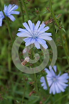 Chicory flower blooming, common chicory also known as witloof chicory, blue daisy, blue dandelion, wild succory, blue â€“ sailors