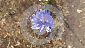 Chicory flower. Blue field flower in macro photography