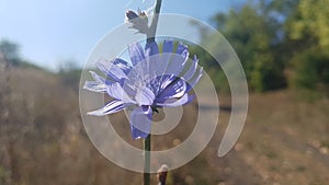 Chicory flower. Blue field flower in macro photography