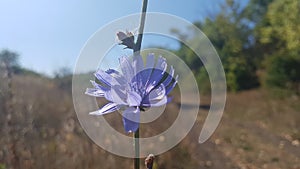 Chicory flower. Blue field flower in macro photography