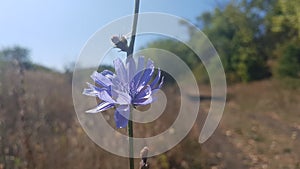 Chicory flower. Blue field flower in macro photography