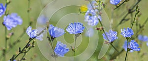 Chicory flower Cichorium intybus close up