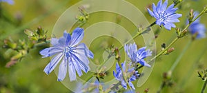 Chicory flower Cichorium intybus close up