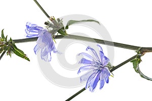 Chicory flower Cichorium intybus close up