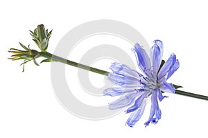 Chicory flower Cichorium intybus close up