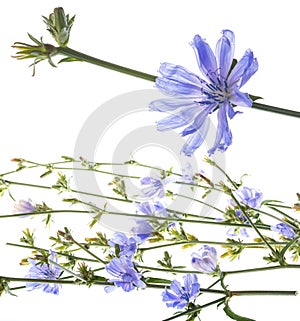 Chicory flower Cichorium intybus close up