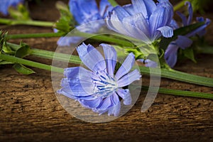 Chicory flower Cichorium intybus close up