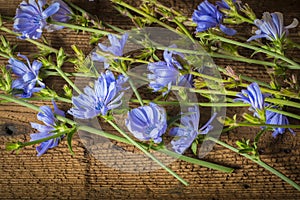 Chicory flower Cichorium intybus close up