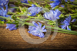 Chicory flower Cichorium intybus close up