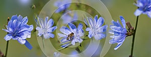 Chicory flower Cichorium intybus close up