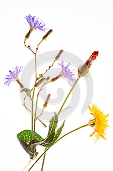 Chicory flower Cichorium intybus and Crepis close up isolated on the white background