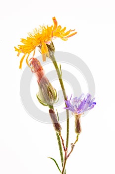 Chicory flower Cichorium intybus and Crepis close up isolated on the white background