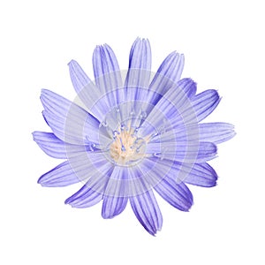 Chicory flower head isolated on white