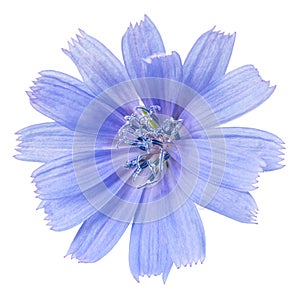 Chicory flower isolated on the white background. CichÃ³rium