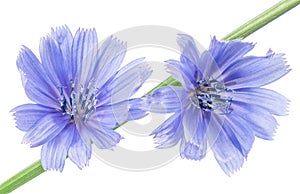 Chicory flower isolated on the white background. CichÃ³rium