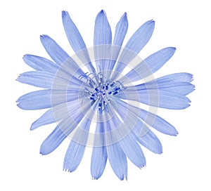 Chicory flower isolated on white background with clipping path