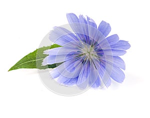 Chicory flower with leaf isolated on white background macro photo