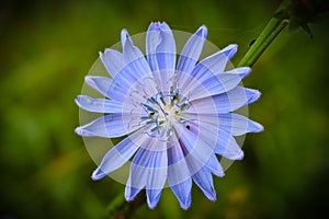 The chicory flower. Macro mode.