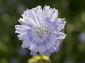 Chicory flower in nature. Cichorium intybus.