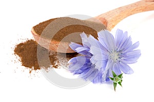 Chicory flower and powder of instant chicory isolated on a white background. Cichorium intybus. photo