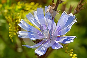 Chicory flower on a summer day