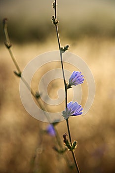 Chicory flower in Tuscany, Italy.