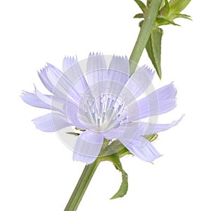 Chicory Flower on White Background