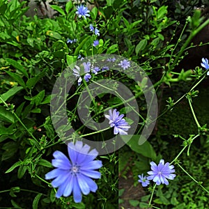 Chicory flower widely used in salads