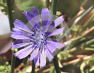 Chicory flowerCichorium endivia var. crispum