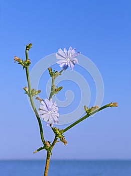 Chicory flowering