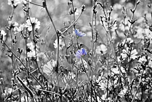 Chicory flowers photo
