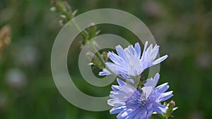 Chicory flowers close-up