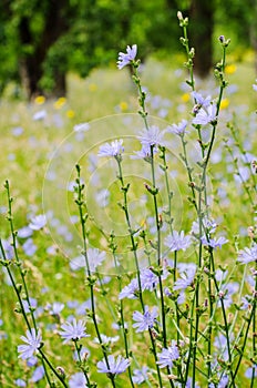 Chicory flowers