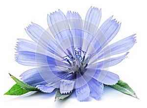 Chicory flowers isolated on the white background.