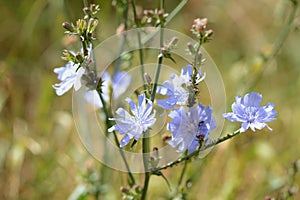 Chicory flowers on the lawn on a sunny summer day