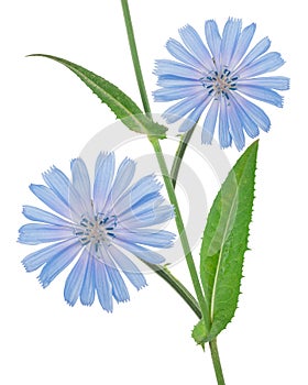 Chicory flowers