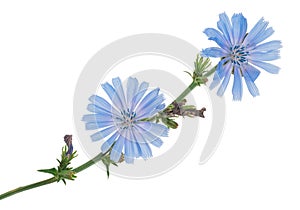 Chicory flowers