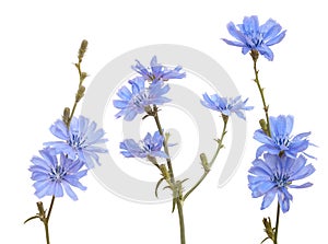 Chicory