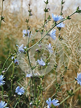 Chicory herbal flowers blooming on a meadow at summertime