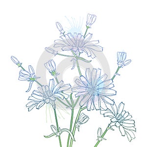 Vector bouquet of outline Chicory or Cichorium flower, bud and ornate leaves in pastel blue isolated on white background.