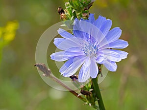 Chicory macro. Common Chicory flower. Cichorium intybus in blossom. Herbal plant closeup