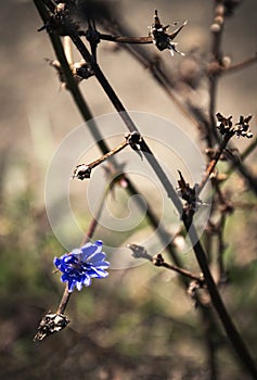 Chicory one blue flower