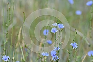 Chicory Pale Blue Wildflowers In Colorado